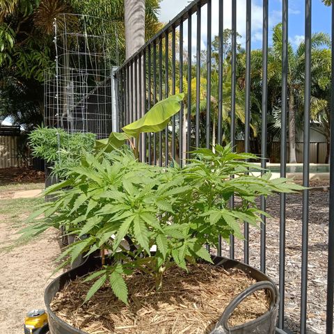 Doorman Lights #3 growlog photo: Progress