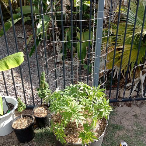 Doorman Lights #3 growlog photo: Progress