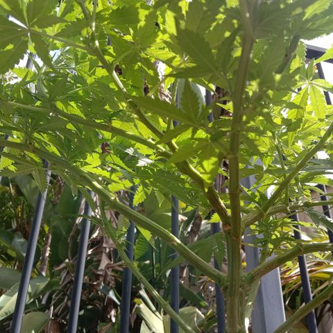 Doorman Lights #3 growlog photo: Progress