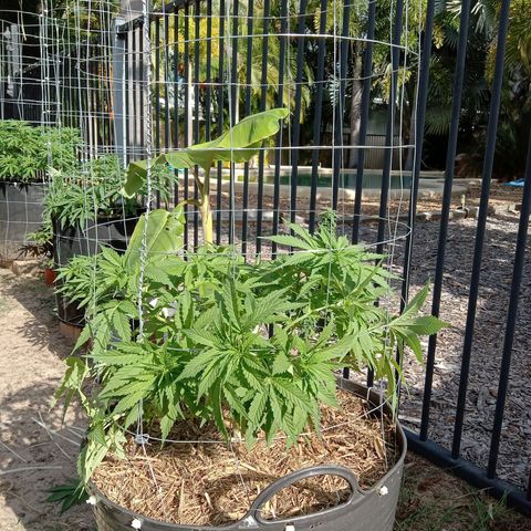 Doorman Lights #3 growlog photo: Progress