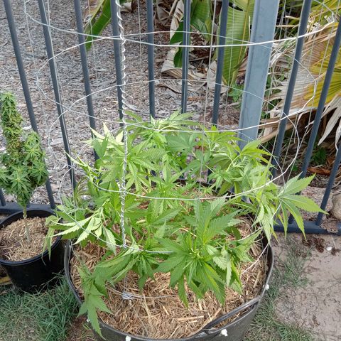 Doorman Lights #3 growlog photo: Progress