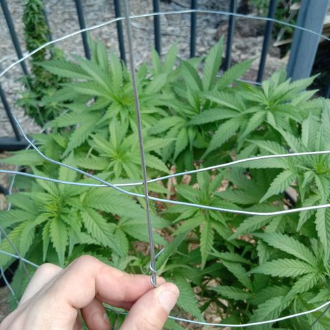 Doorman Lights #3 growlog photo: Progress