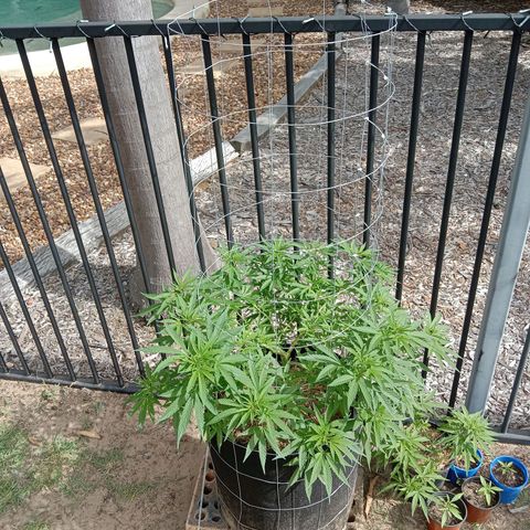 Doorman Lights #2 growlog timeline photo