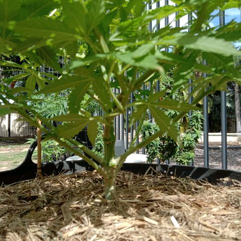 Doorman Lights #3 growlog photo: Progress