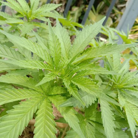 Doorman Lights #3 growlog photo: Progress