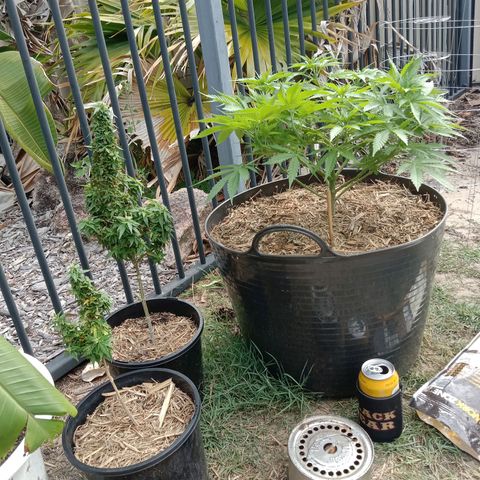 Doorman Lights #3 growlog photo: Progress