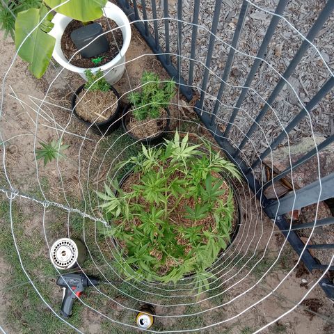 Doorman Lights #3 growlog photo: Progress