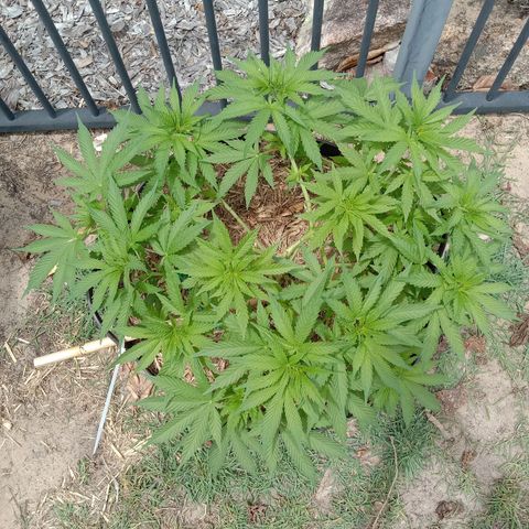 Doorman Lights #3 growlog photo: Progress