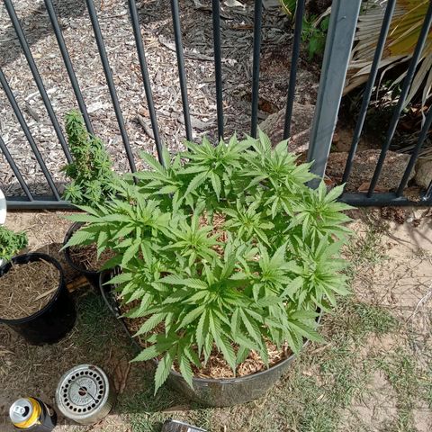 Doorman Lights #3 growlog photo: Progress