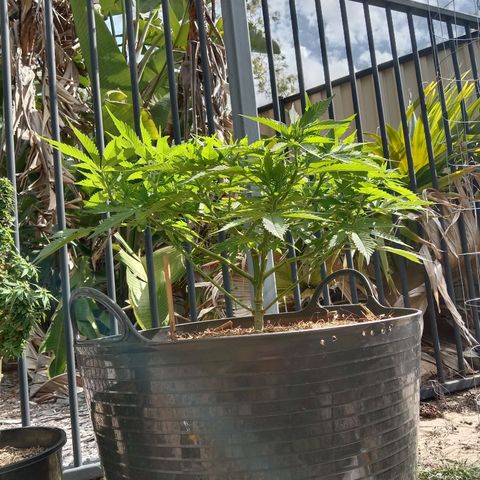 Doorman Lights #3 growlog photo: Progress