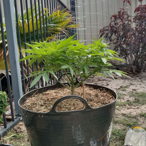 Doorman Lights #3 growlog photo: Progress
