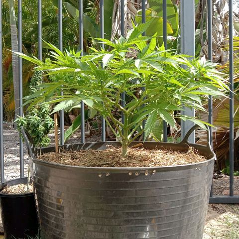 Doorman Lights #3 growlog photo: Progress