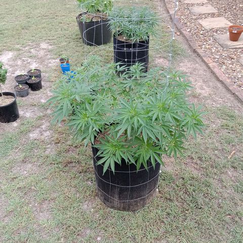 Doorman Lights #2 growlog photo: Progress