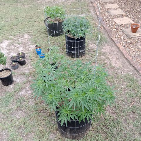 Doorman Lights #2 growlog photo: Progress