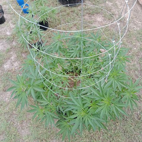 Doorman Lights #2 growlog photo: Progress