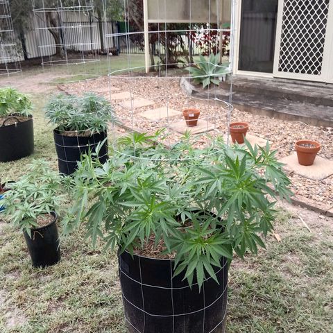 Doorman Lights #2 growlog photo: Progress