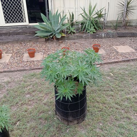 Doorman Lights #2 growlog photo: Progress