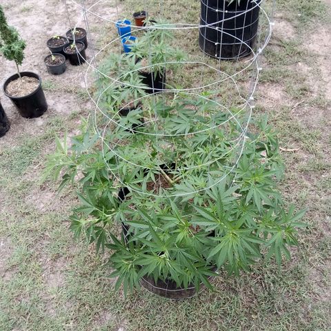 Doorman Lights #2 growlog photo: Progress