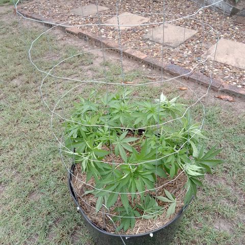 Doorman Lights #3 growlog photo: Progress