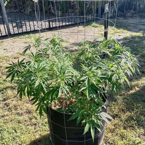 Doorman Lights #2 growlog photo: Progress