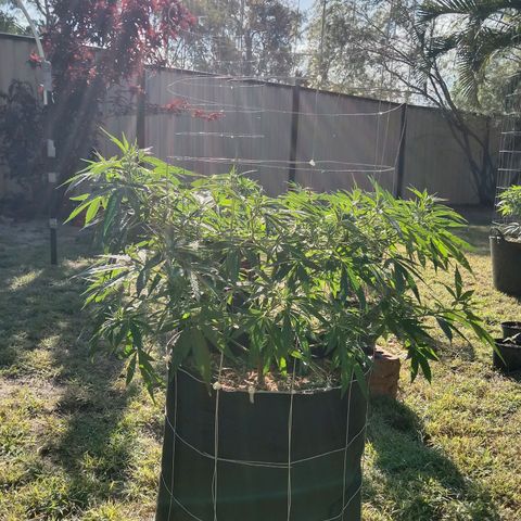 Doorman Lights #2 growlog photo: Progress