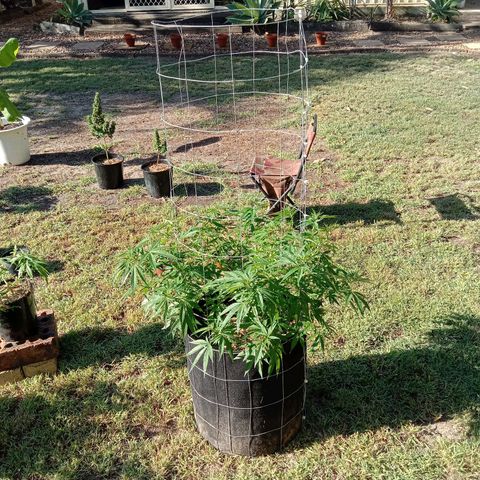 Doorman Lights #2 growlog photo: Progress