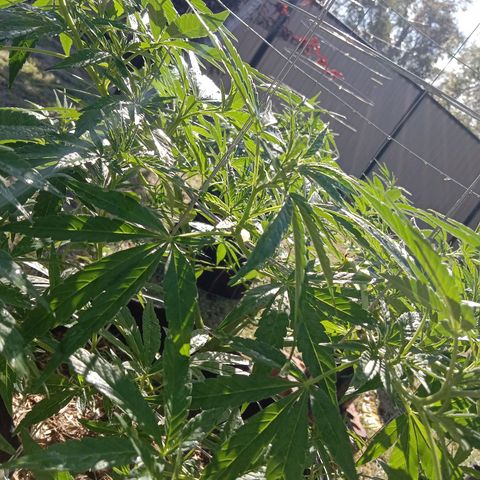 Doorman Lights #2 growlog photo: Progress