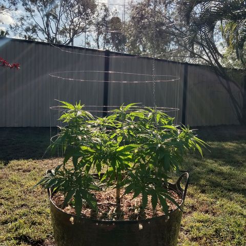 Doorman Lights #3 growlog photo: Progress