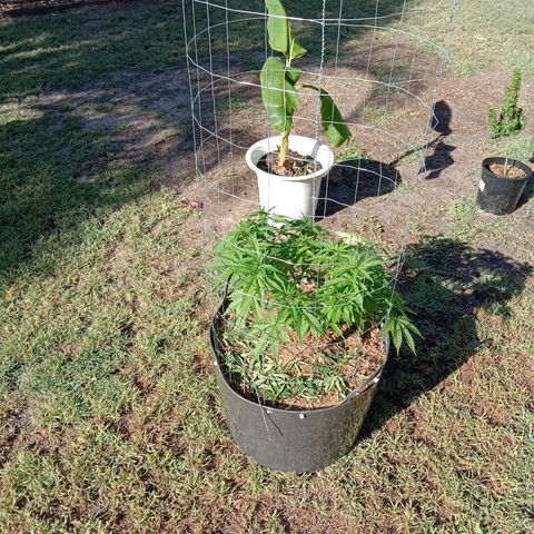 Doorman Lights #3 growlog photo: Progress
