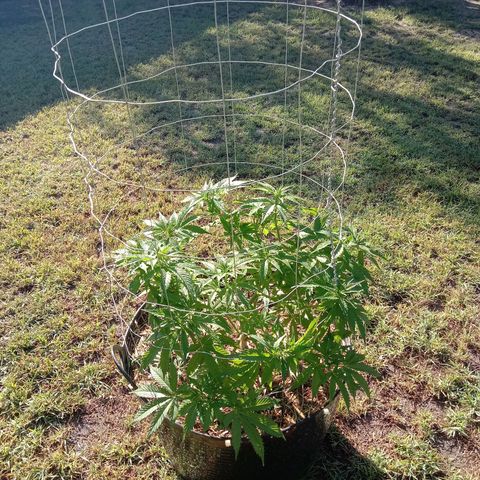 Doorman Lights #3 growlog photo: Progress