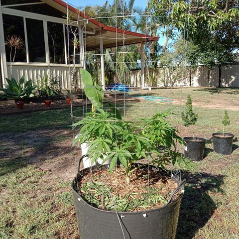 Doorman Lights #3 growlog photo: Progress