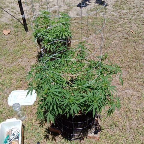Doorman Lights #2 growlog photo: Before lst