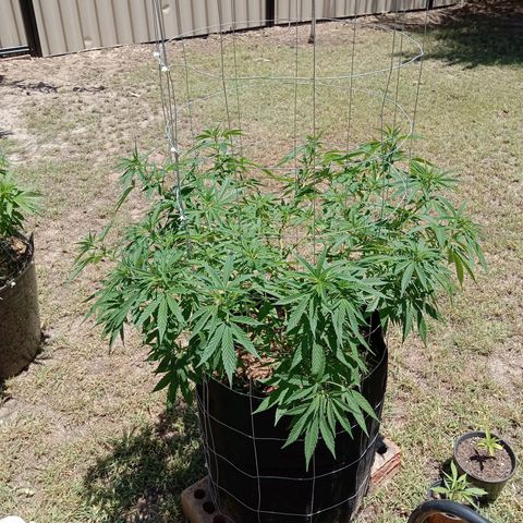 Doorman Lights #2 growlog photo: Before lst