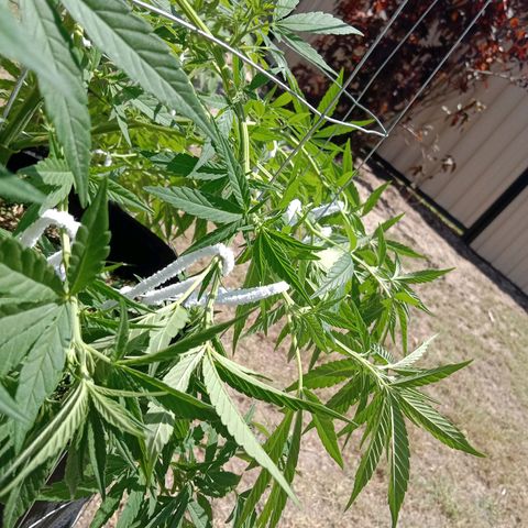 Doorman Lights #2 growlog photo: Progress