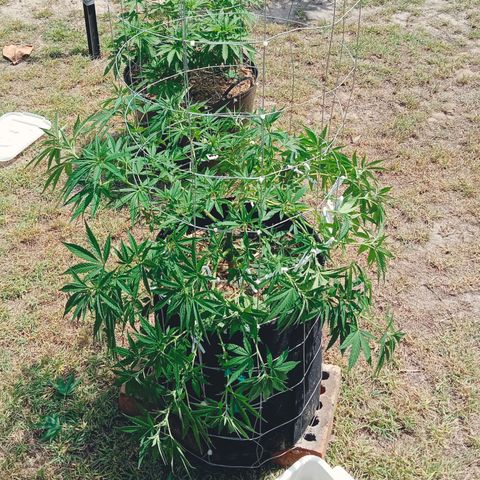 Doorman Lights #2 growlog photo: Progress