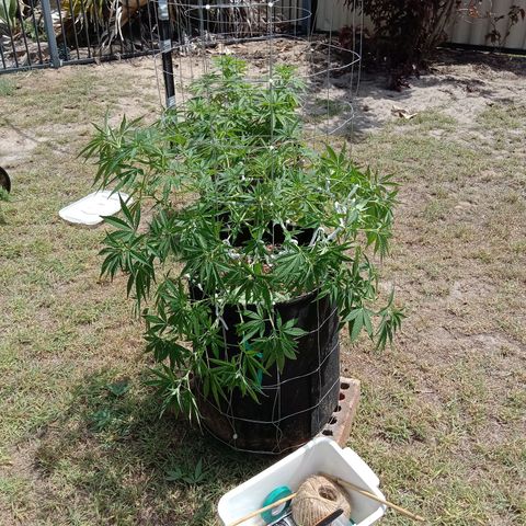 Doorman Lights #2 growlog photo: Progress