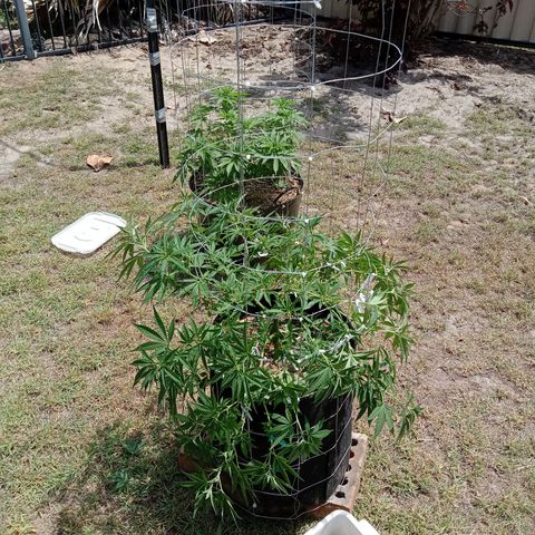 Doorman Lights #2 growlog photo: Progress