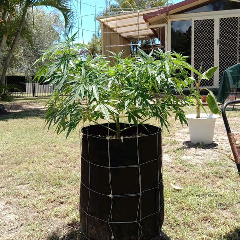 Doorman Lights #2 growlog photo: Before lst