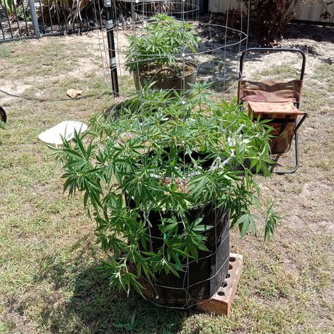 Doorman Lights #2 growlog photo: Progress