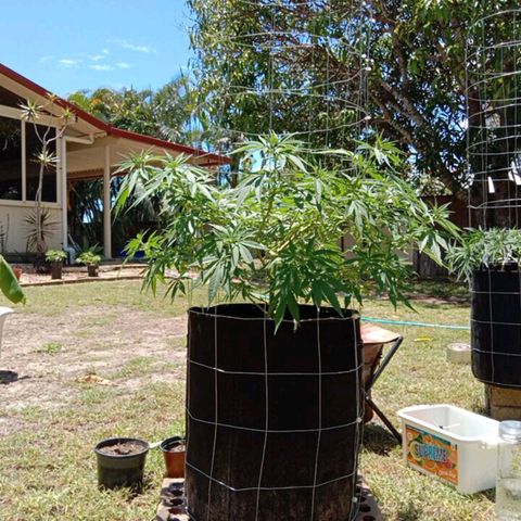 Doorman Lights #2 growlog photo: Before lst