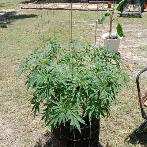 Doorman Lights #2 growlog photo: Before lst