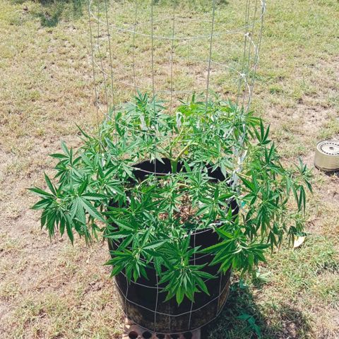 Doorman Lights #2 growlog photo: Progress