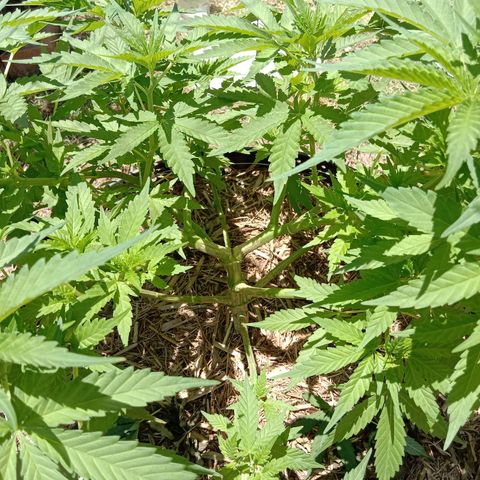 Doorman Lights #3 growlog photo: Progress