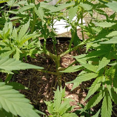 Doorman Lights #3 growlog photo: Progress