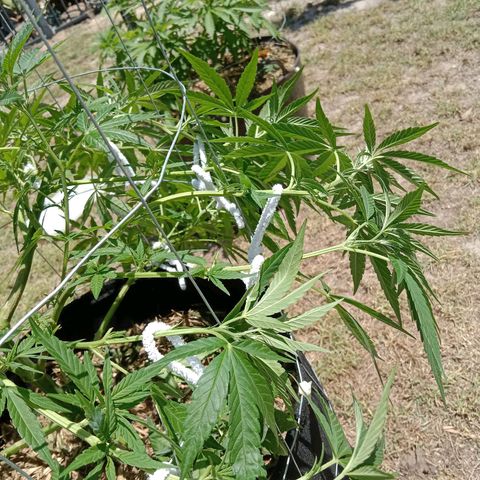 Doorman Lights #2 growlog photo: Progress