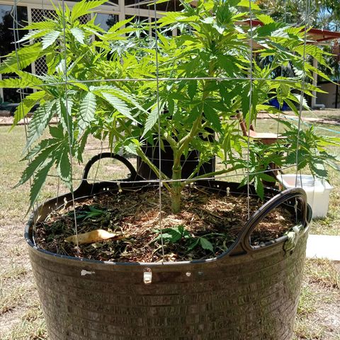 Doorman Lights #3 growlog photo: Progress
