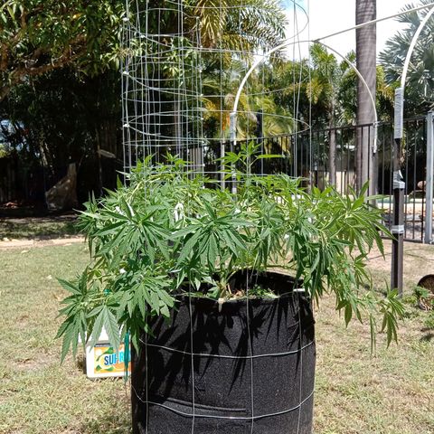 Doorman Lights #2 growlog photo: Progress