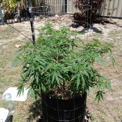 Doorman Lights #2 growlog photo: Before lst