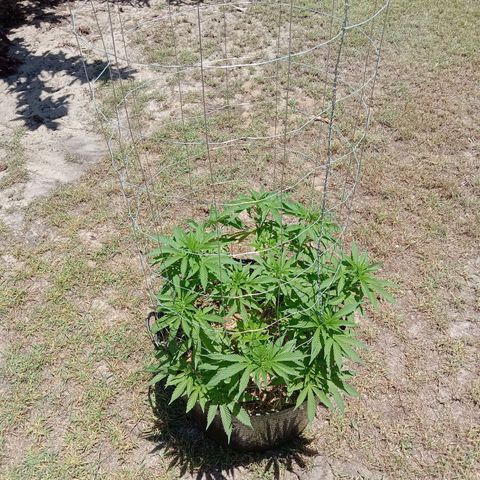 Doorman Lights #3 growlog photo: Progress