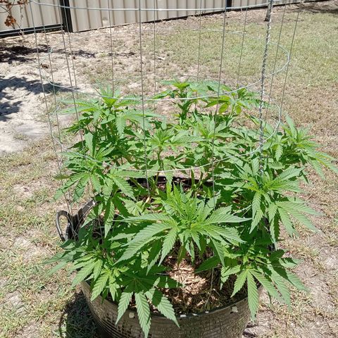 Doorman Lights #3 growlog photo: Progress